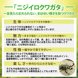 ニジイロクワガタ オスメス ペア飼育セット（オス:60ミリup / メス:フリー）【クワガタ クワガタムシ 昆虫 虫 国産 飼育 セット 夏休み 自由研究 鹿嶋市 茨城県】（KBY-13）