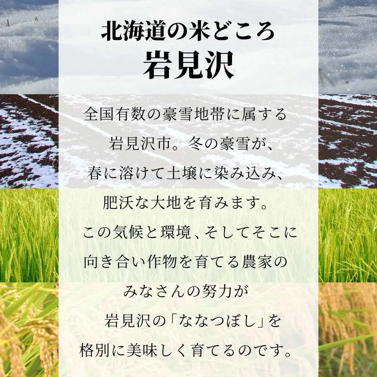 令和7年産「15年連続最高評価特A獲得」岩見沢米「ななつぼし」北海道一の米処“岩見沢”の自信作！【20kg（5kg×4ヶ月）】【定期便】
