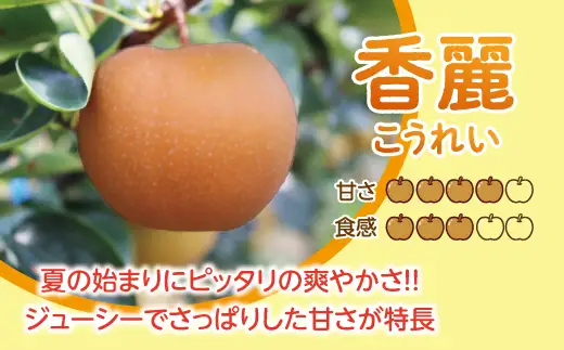 【先行予約】【数量限定】淡海なし　香麗　3kg箱入り（サイズ：2L～7L　5～10個入り）【K126W】スイーツ 果物