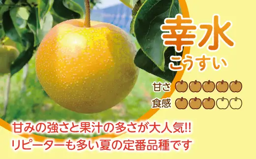 【先行予約】【数量限定】淡海なし　幸水　3㎏箱入り（サイズ：2L～7L　5～10個入り）【K127W】 スイーツ 果物
