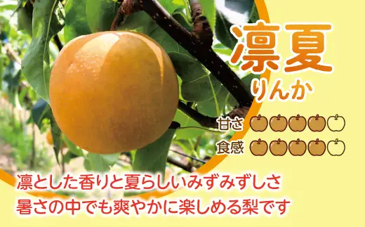 【先行予約】【数量限定】淡海なし　凛夏　3kg箱入り（サイズ：2L～7L　5～10個入り）【K128W】 スイーツ 果物