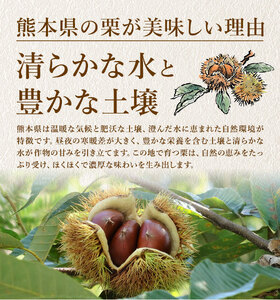 【先行予約】栗 約5kg 2Lサイズ 日本フルーツ株式会社《9月中旬-10月上旬頃出荷》熊本県 菊池市 栗 くり 熊本県産 2L 栗きんとん 栗ごはん