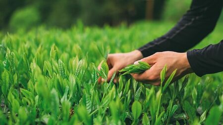 シングルオリジン手摘みのお茶 中井侍銘茶2袋(各85g)