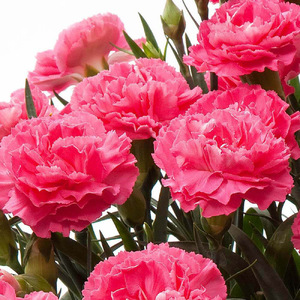 【母の日】 カーネーション ピンク かご・ラッピングなし 母の日 2026年5月より順次発送