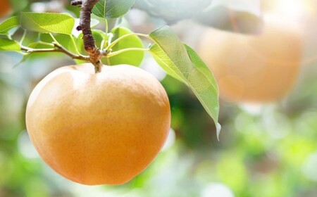 備前横綱梨 （あたご梨） 超大玉 1玉 約1kg～1.4kg 贈答箱 ／ 愛宕梨 梨 なし ナシ 果物  【2026年11月下旬～12月下旬発送予定】