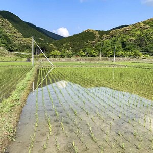 【令和８年産】新米　土佐清水産 コシヒカリ 玄米 5kg 5キロ お米 おこめ ごはん 飯 こしひかり ブランド米 おいしい 国産 高知県産【R01597】