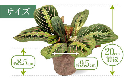 観葉植物 マランタレウコネウラ 鉢植え 大村市 エコグリーンヒガシ/マランタ 室内植物 鉢付き 植物 インテリア おしゃれ プレゼント ギフト[ACAL009]