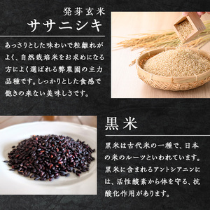 ＜3ヶ月定期便＞発芽玄米パックご飯 計48パック(16パック×3回) ササニシキ発芽玄米 黒米 発芽玄米 レンジ 有機栽培 パックご飯 パックごはん ご飯パック ごはんパック ご飯 米 レンチン 頒布会 【有機農園ファーミン株式会社】tm579