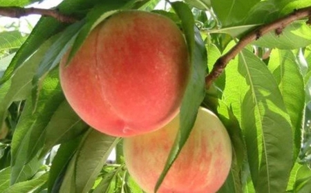 中央市産 もも 約2kg くだもの 果物 フルーツ ピーチ モモ 桃 旬の果物 国産 山梨県産 【 2026年7月下旬発送予定 】