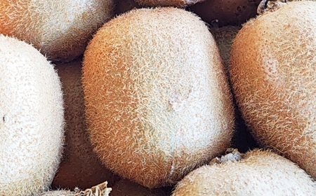 中央市産 キウイフルーツ （ ヘイワード ） 約1kg フルーツ 果物 くだもの キウイ 国産 山梨県産 旬の果物 【 2026年12月下旬発送予定 】