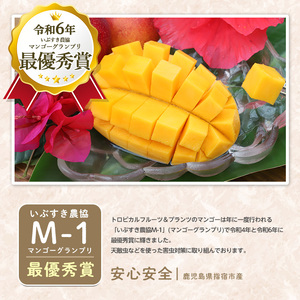 2026年発送 訳あり 鹿児島県 指宿 産 温泉 完熟 マンゴー 約1kg T&P IB057-001 マンゴー マンゴー