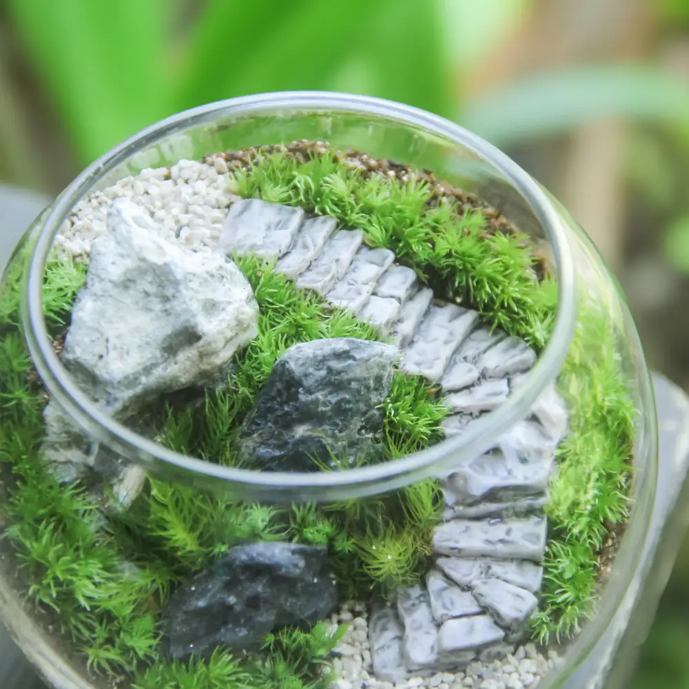 《苔テラリウム・コケリウム》階段の風景 ボウルL