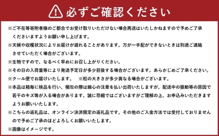 岡山県産 ブラックビート 約800g （ 約400g×2房 ） ぶどう ブドウ 葡萄 くだもの 果物 果実 フルーツ 国産 黒ぶどう 【 2026年8月上旬～9月上旬発送予定 】