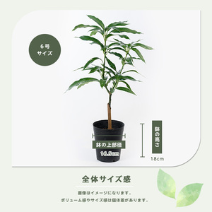2026年1月中旬～発送【観葉植物】ジルマンゴー苗木(ZILL) 6号ポット 3～4年生苗木 前園植物園 IB002-015  観葉植物 ※北海道・沖縄・離島配送不可