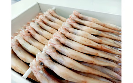 岡嶋水産　生乾しししゃも中メス４０尾(C0043)