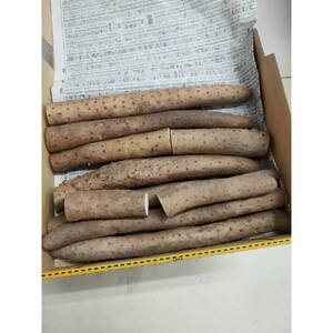 981.【訳あり】砂丘ながいも　1kg《検索用ワード:長芋・とりたて・とろろ・ねばり・山芋》