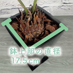 2026年6月中旬～発送【観葉植物】ザミア・プミラ 60cm～80cm ブラック 陶器鉢 専用受皿付 T&P IB057-009 観葉植物 ※北海道・沖縄・離島配送不可