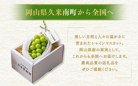 【種なし】岡山県産 シャインマスカット 1房箱 計約800g マスカット ぶどう ブドウ 葡萄 フルーツ 種無し【2026年10月上旬-11月下旬発送予定】
