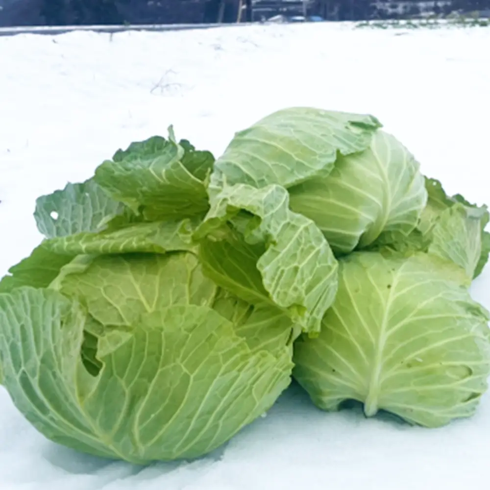 【先行予約】2027年1月中旬より発送！大きな雪下キャベツ約2.5kg×2玉　【07208-0789】