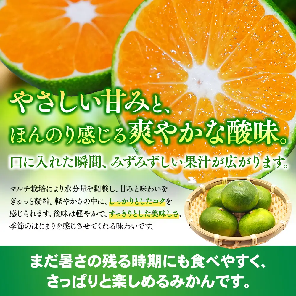 みかん みえ紀南一号 超極早生みかん 約10kg【mntf0002】