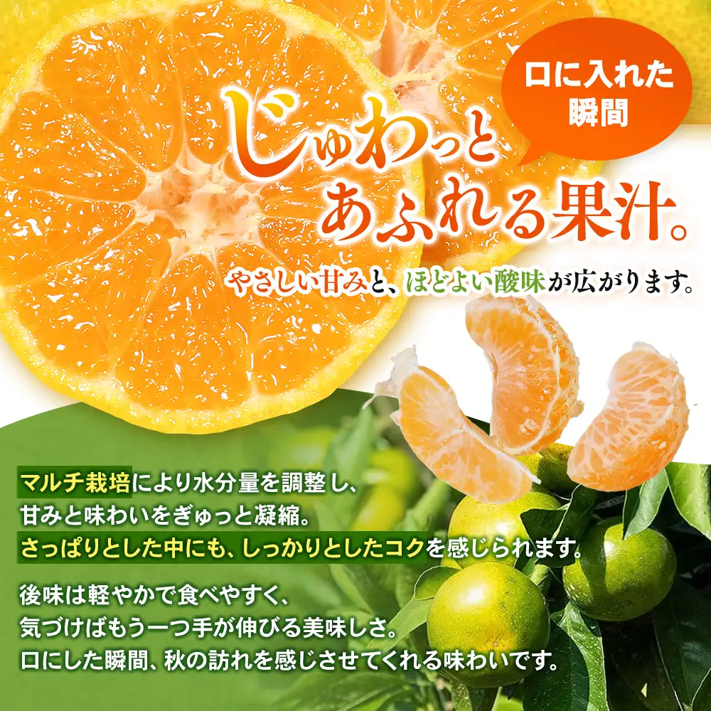 みかん 極早生温州みかん 約5kg マルチ栽培【mntf0003】