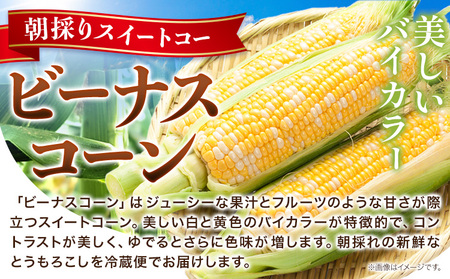【先行予約】朝採り とうもろこし ビーナスコーン スイートコーン 20本 《2026年8月上旬-8月末頃出荷予定》山下農場 バイカラー 大粒 コーン トウモロコシ 送料無料 北海道 本別町北海道 十勝 本別町産 冷蔵便 甘い