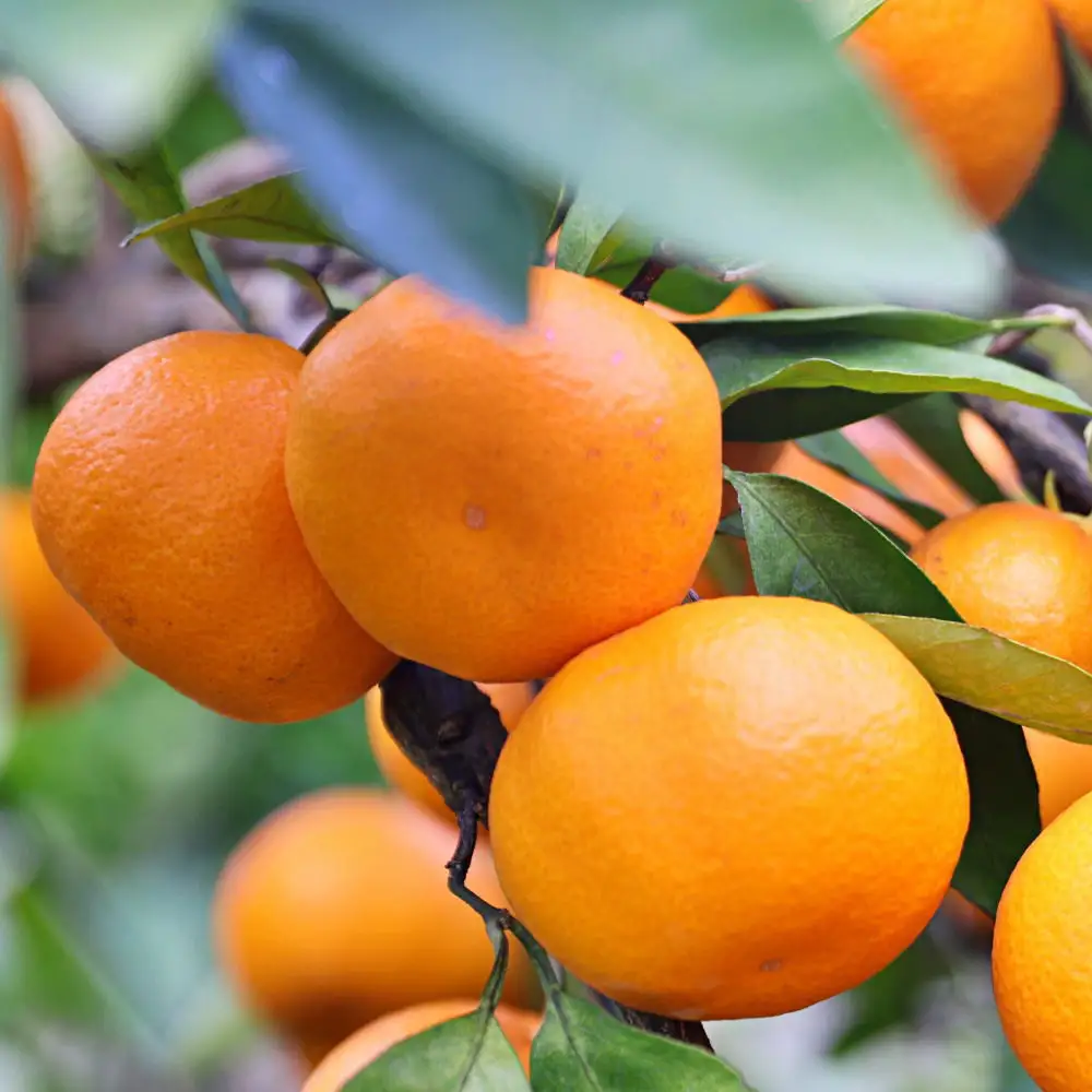 有田の旬の食べごろみかん約10kg（サイズ混合）（秀・優品混合）★2026年11月下旬頃より順次発送 ［TM227］