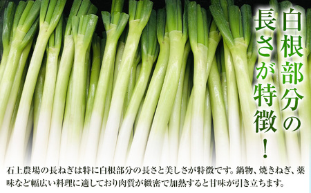 本別産 長ねぎ 5kg ２L～M 混合 石上農場《11月上旬から12月下旬　順次出荷》北海道 本別町 送料無料 北海道 本別町 十勝 本別町産 ねぎ 長ネギ 野菜 5キロ