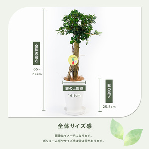 2026年1月中旬～発送【観葉植物】パンダガジュマル 65cm～75cm 前園植物園 IB002-005 観葉植物 ※北海道・沖縄・離島配送不可