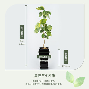 2026年9月上旬～発送【観葉植物】ラブリィハート 60cm～80cm【農林水産省 品種登録】T&P IB057-008 観葉植物 ※北海道・沖縄・離島配送不可