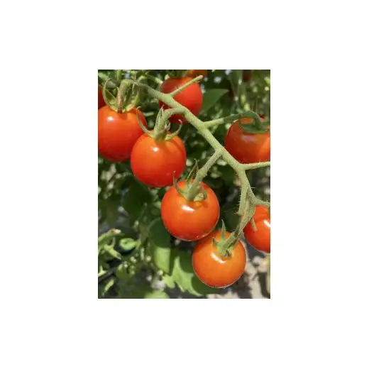 【先行予約受付中】無農薬　無化学肥料　無除草剤　夏のお野菜セット（旬の有機野菜5～10種類前後）