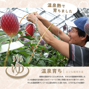 【2026年発送 先行予約】温泉 完熟 マンゴー 約2kg 4～6個 T&P IB057-002 マンゴー フルーツ 果物