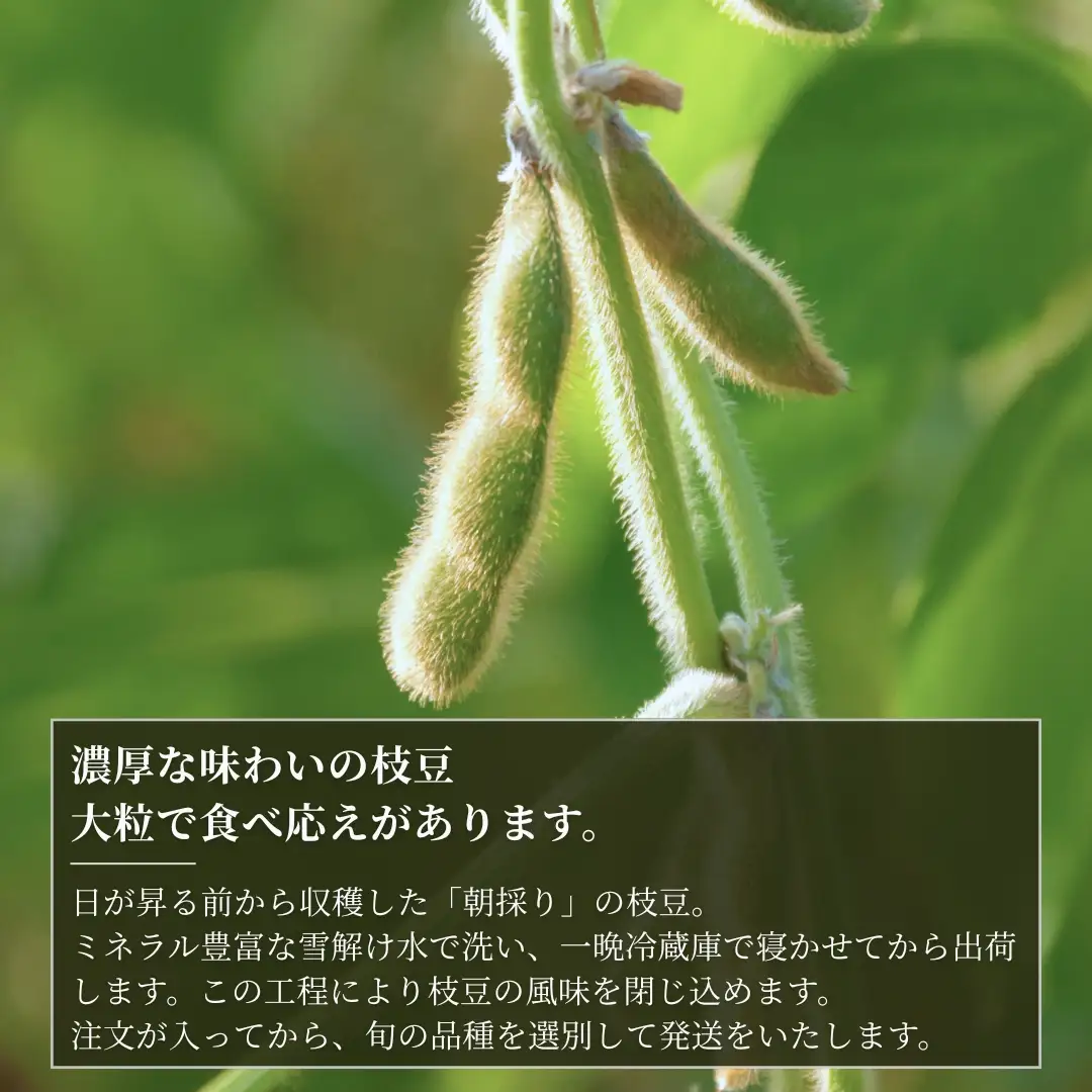 【先行予約】枝豆 新潟茶豆 1.5kg（250g×6袋）| 津南町