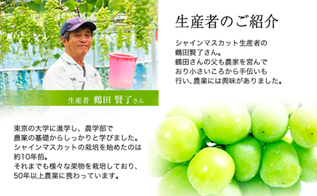 【2ヶ月定期便】【優品】先行予約 シャインマスカット 鶴田農園 約500-600g (1-2房) /月×2回 熊本県荒尾市産《8月下旬-9月下旬頃出荷》熊本県 荒尾市 フルーツ 果物 送料無料 葡萄 ぶどう マスカット