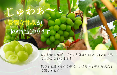 【先行予約】仙遊寺 シャインマスカット 約2kg（家庭用）【V003810K2】