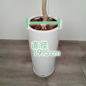 2026年9月上旬～発送【観葉植物】ラブリィハート 100cm～120cm ホワイト 陶器鉢【農林水産省 品種登録】 T&P IB057-010 観葉植物 ※北海道・沖縄・離島配送不可