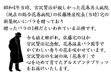 宮沢賢治が愛したバラ「グルスアンテプリッツ」新苗　＜2026年6月より随時発送＞
