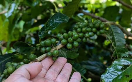 名護市産100％コーヒー豆（イエローブルボン）中浅煎り　50g 沖縄県産 名護市 コーヒー コーヒー豆 イエローブルボン 中浅煎り おいしい おすすめ 焙煎 100％コーヒー豆 人気 お取り寄せ プレゼント お土産 ギフト 贈り物 やんばる おきなわ 名護