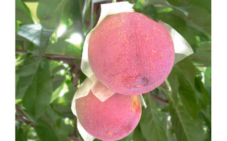 すもも 貴陽 約1.5kg 化粧箱入 6-8玉《7月前半から順次お届け》[JAふえふき 山梨県 中央市 21470470] フルーツ 果物 くだもの 1.5キロ 季節限定 期間限定 数量限定 山梨 山梨県産【2026年7月上旬～7月下旬発送予定】