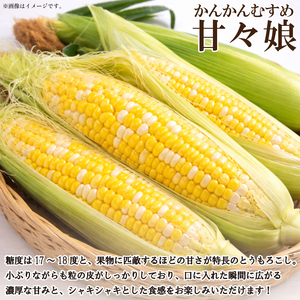 【 とうもろこし 】 甘々娘 4kg以上 とうもろこし