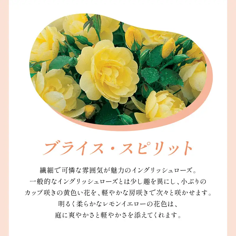 【イングリッシュローズ】デビッド・オースチン ブライス・スピリット 6L鉢苗（バラ専用肥料付）【025D-047】
