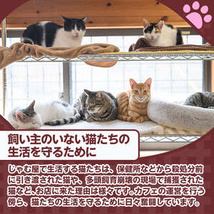 ≪お礼品なし≫保護猫 活動支援(1口：3,000円) 猫 ねこ ネコ 地域猫 野良猫 のらねこ さくら猫 保護 支援 保護猫活動 里親 動物保護 保護活動支援 ペット保護 支援活動 返礼品なし ボランティア活動 医療費 エサ代 TNR活動 去勢 【じゃむ屋】assn15-008