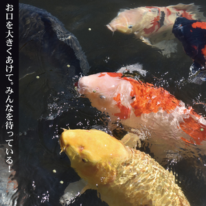 さいたま水族館 年間パスポート 引換券 シニア 観光 魚 お出かけ 水族館 埼玉県 羽生市
