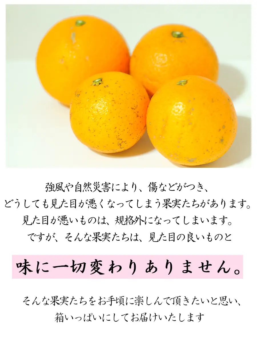 訳あり 清見オレンジ 混合 7.5Kg【令和9年3月から発送】清見オレンジ