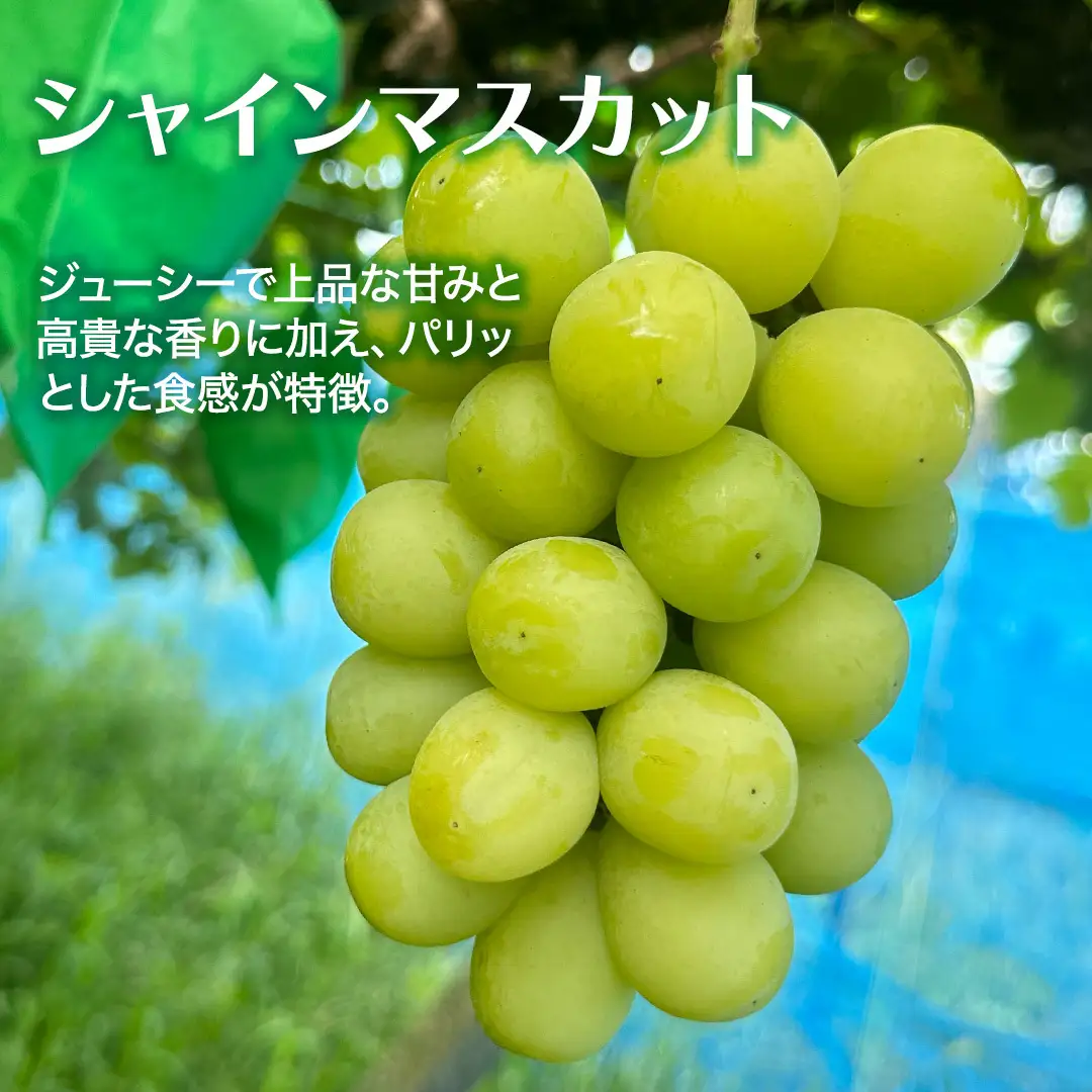 ≪ 種なし ≫ シャインマスカット ・ ピオーネ ・ 藤稔 約 1.6kg 計 3～4房 [ぶどう満喫BOX] (茨城県共通返礼品:かすみがうら市) 2026年 マスカット ぶどう 葡萄 ブドウ フルーツ 果物 くだもの 旬 食べ比べ セット 詰め合わせ 国産 産地直送 ギフト 贈答 プレゼント 手土産 お土産 [DH022sa]