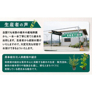 【産地直送】元気なタマリュウ(7.5pot)60本セット[約1.5平方メートル分]