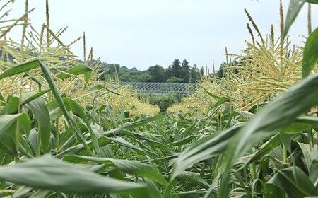 ≪2026年先行予約≫【お天道農園】山形県産 とうもろこし ゴールドラッシュ 2.7kg（7～9本） 2026年8月上旬から順次発送 F2Y-6975