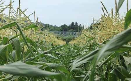 ≪2026年先行予約≫【お天道農園】ご家庭用 山形県産 とうもろこし ゴールドラッシュ 3kg 2026年8月上旬から順次発送 F2Y-6976