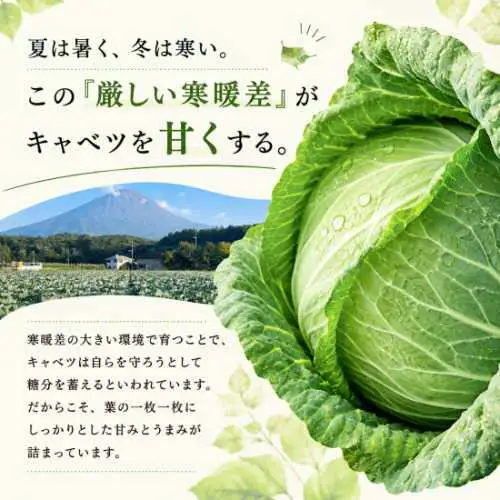 【2026年出荷分先行予約】富士山キャベツ　3kg
