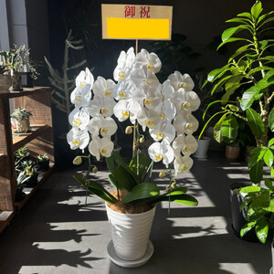 胡蝶蘭大輪3本立ち（1本につき10〜13輪蕾込）